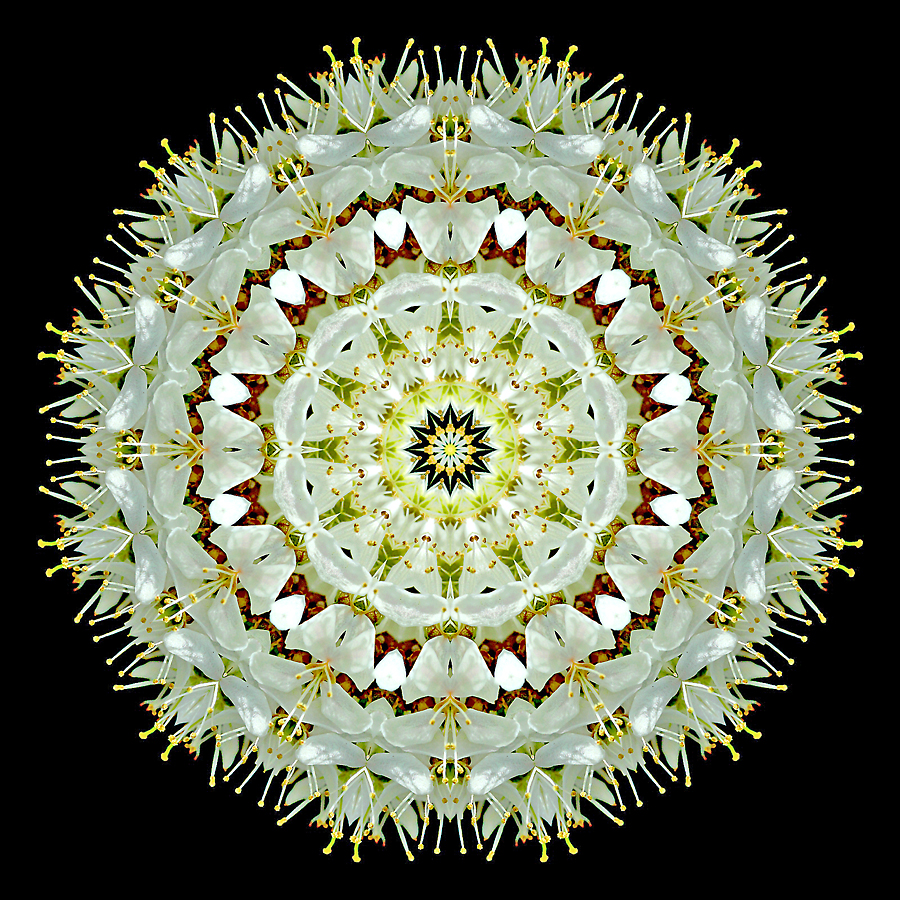 Kaleidoscope created with blooms of a tree in April