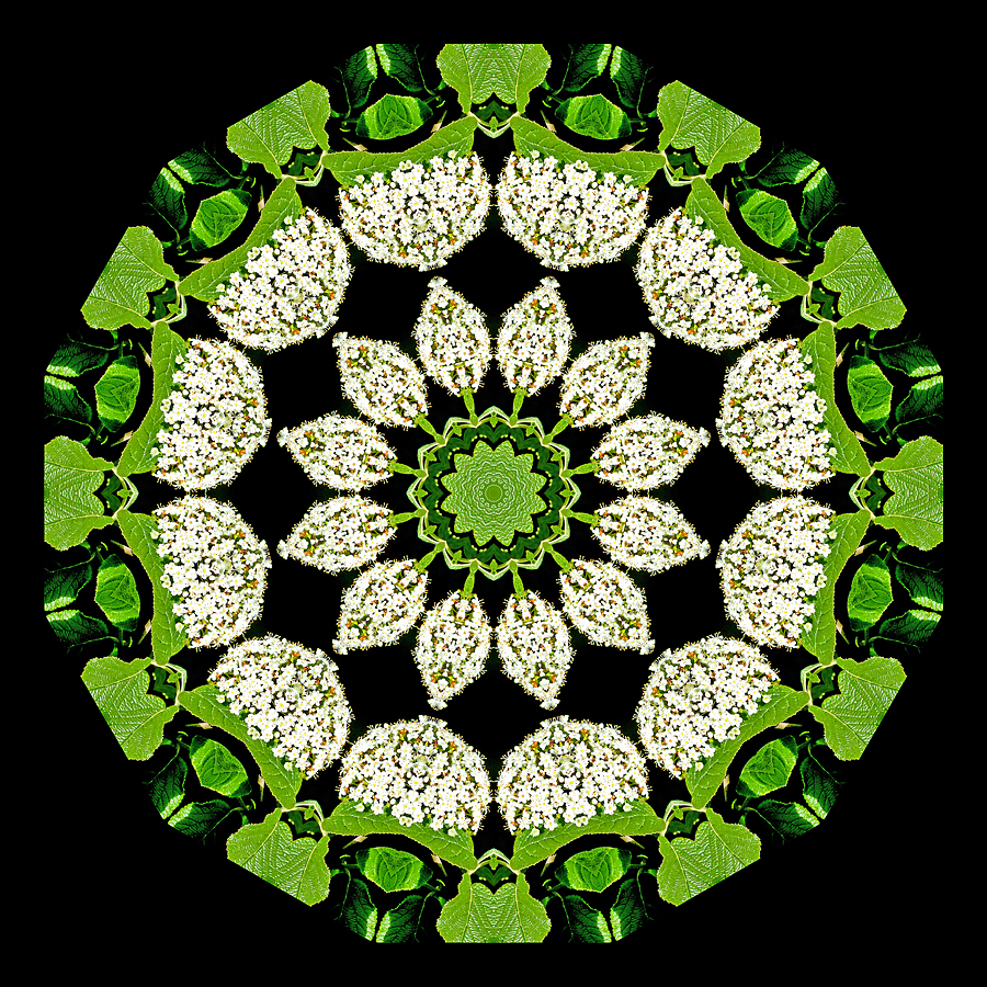Enhanced kaleidoscope created with a blooming bush seen in May