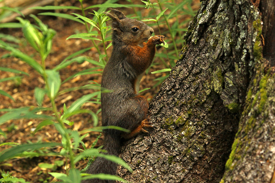 Squirrel