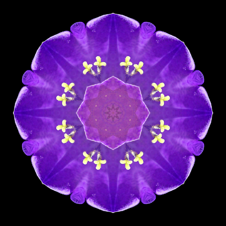 Kaleidoscope created with a wild flower seen near lake Davos
