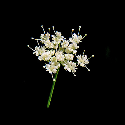 Small wildflower seen in the forest - used to create kaleidoscopic picures and spiral arrangements