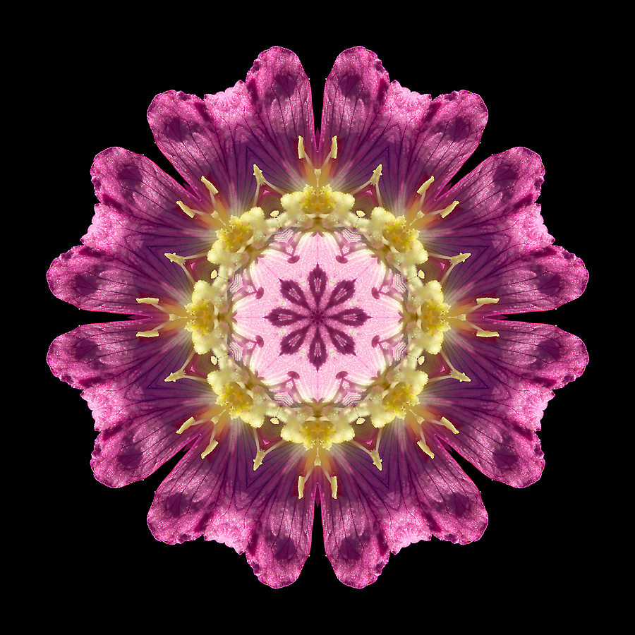 Kaleidoscpe created with a wildflower seen in September