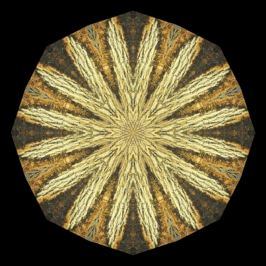 Kaleidoscope created with a tree trunk seen in December in the forest