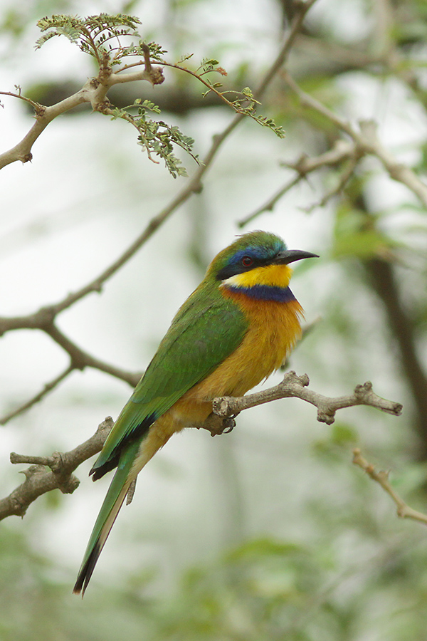 Blue-breasted Bee-eater (Merops lafresnayii) seen near Lake Langano, Ethiopia