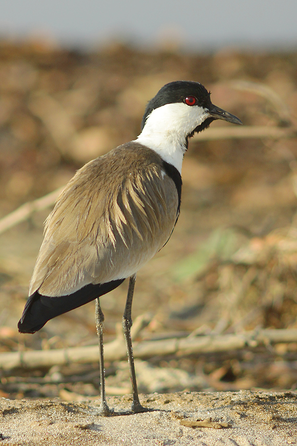 Spur-winged Lapwing (Vanellus spinosus) seen near Lake Langano, Ethiopia