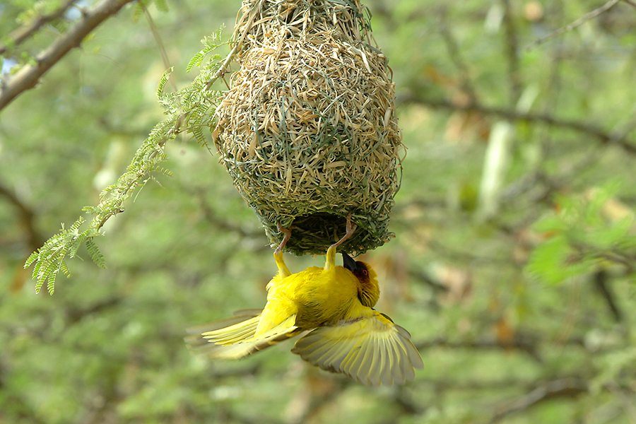 Rppells Weaver (Ploceus galbula) holding at the enterance of its artfully weaved house