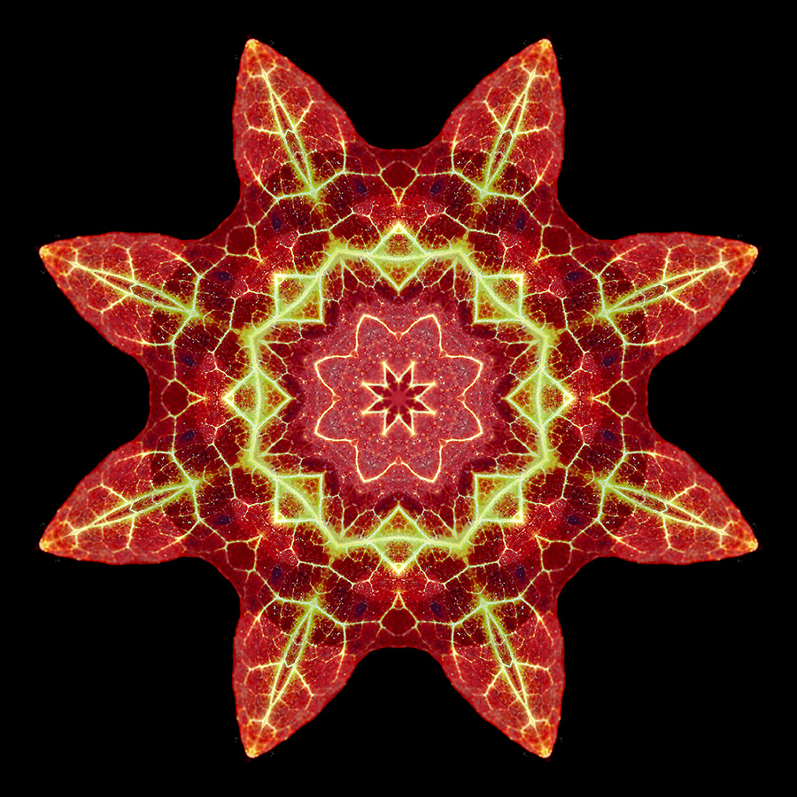 Kaleidoscopic picture created with an ivy leaf seen in the forest in February