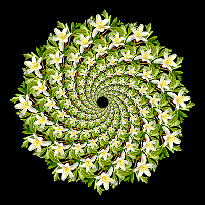 Animated wildflower spiral
