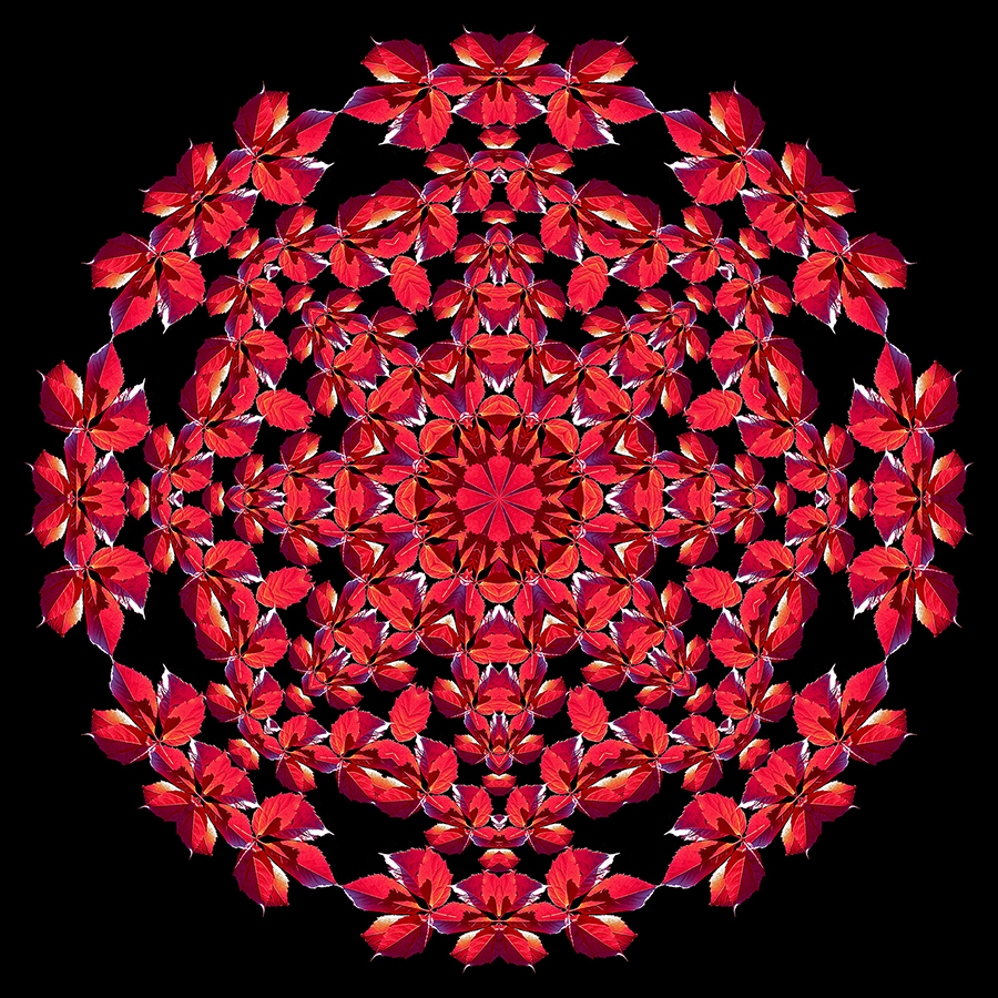 Evolved kaleidoscopic picture created with a leaf seen in October