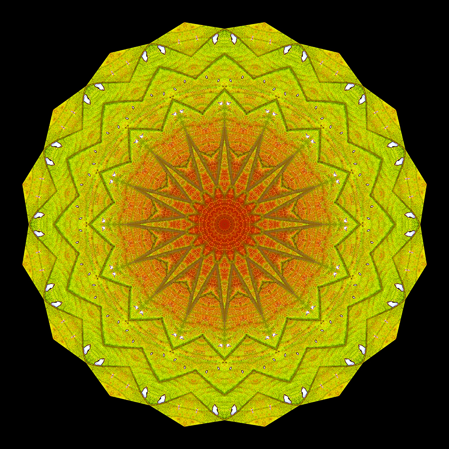 Kaleidoscopic picture created with an autumn leaf seen in November