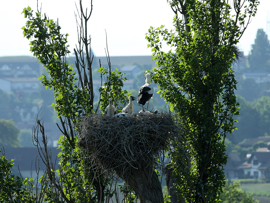 A stork with four young ones is a nest