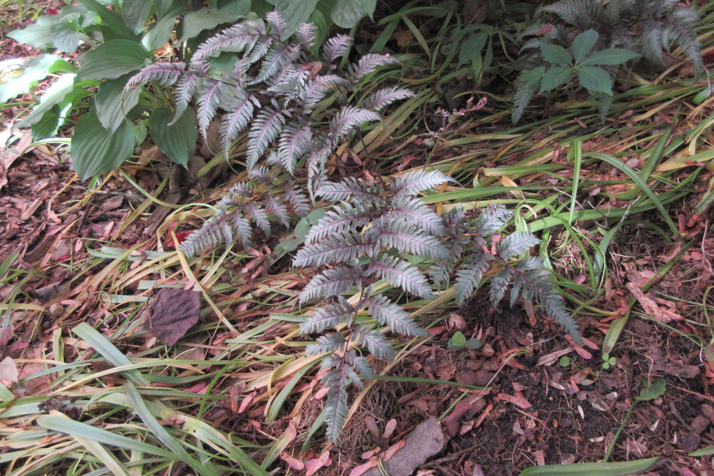 0443 japanese painted fern