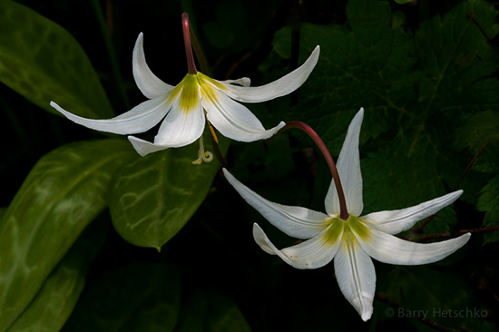 * Somenos Marsh - Eastside: April 21, 2013