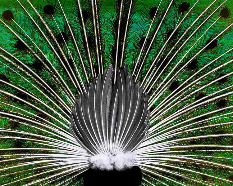 2nd - Peacock in Reverse Rachel Penney