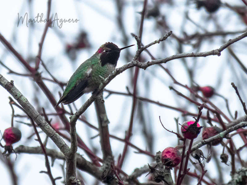 Martha Aguero  1st Hummingbird at the Estuary