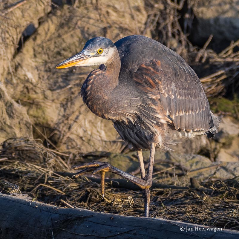 Jan HeerwagenStrolling About