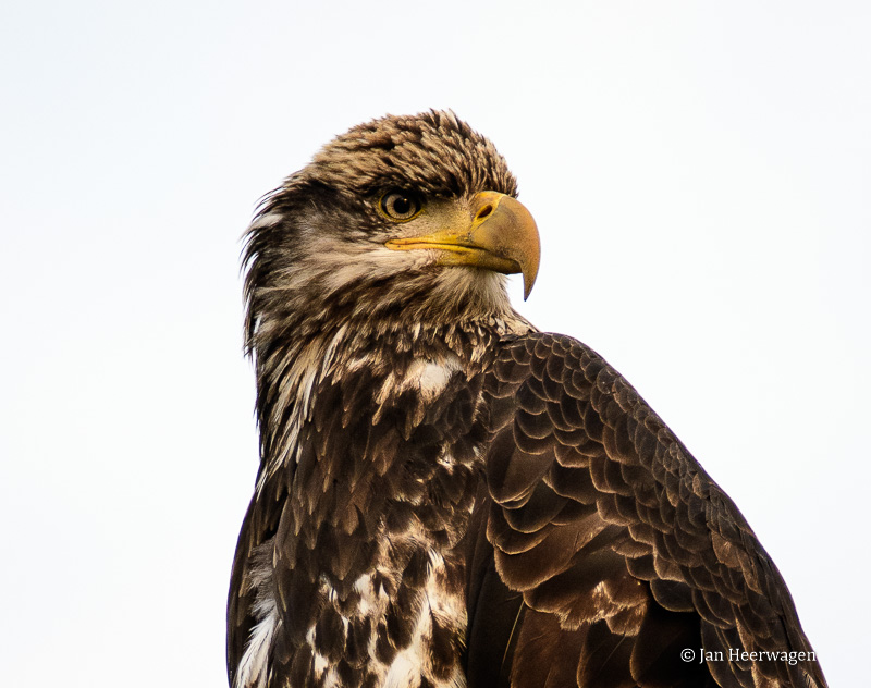 Jan HeerwagenYoung Eagle