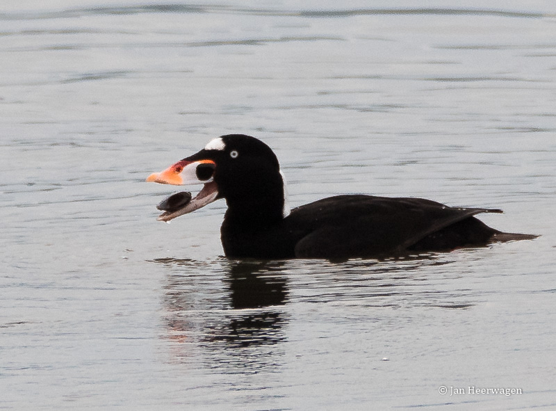 Jan HeerwagenSurf Scoter #2