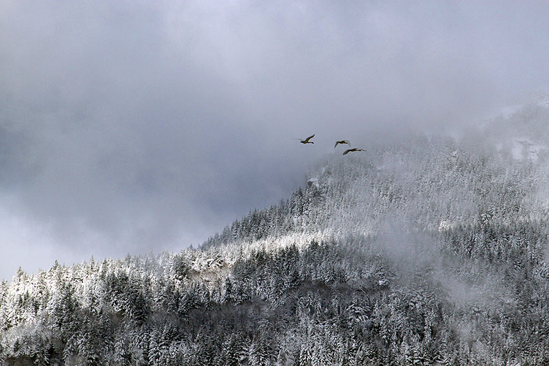 Willie HarvieTrumpeter swans & Mt. Prevost