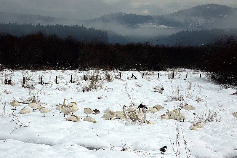 Willie HarvieTrumpeter swans & snow