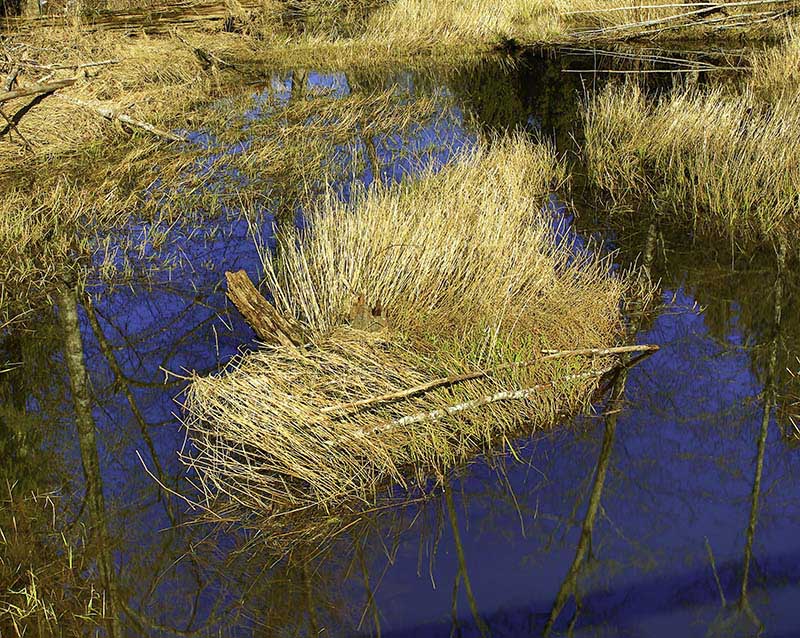 Don Brown  Pond