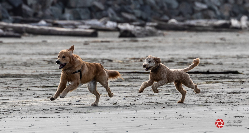 Lois DeEll<br>Beach Dogs