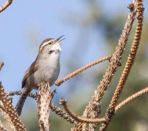 Carl Erland  Bewicks Wren 