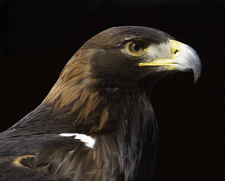 Don BrownGolden Eagle