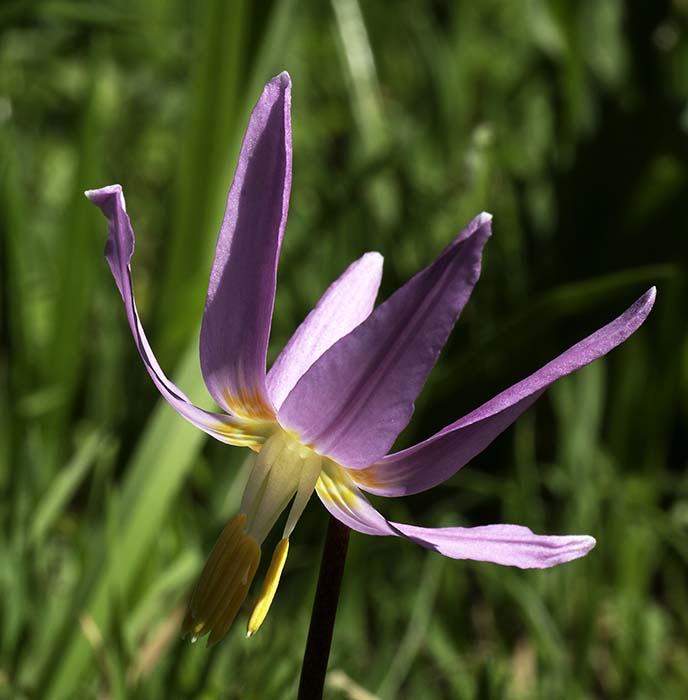 Don BrownEaster Lily - St. Peter's