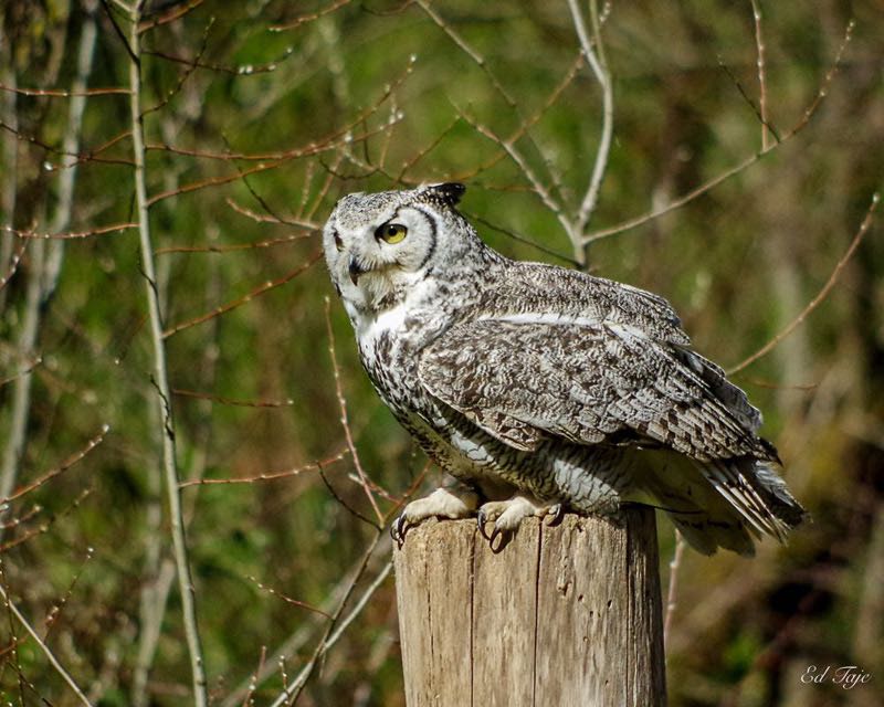 Ed Taje Perched Owl