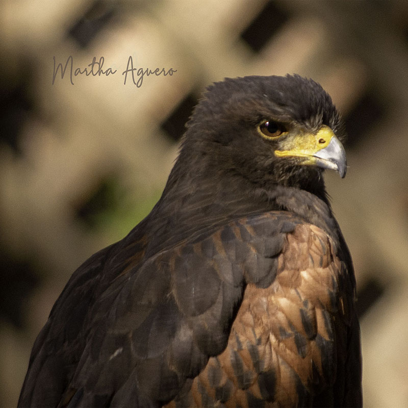Martha AgueroSweet Young Golden Eagle