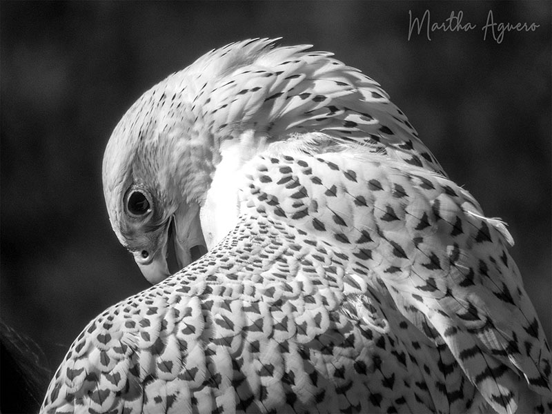 Martha AgueroMysterious White Falcon