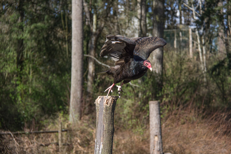 Zosia Miller  Turkey Vulture