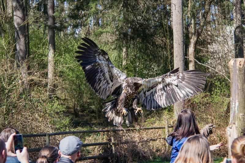 Zosia Miller  The Wing Span