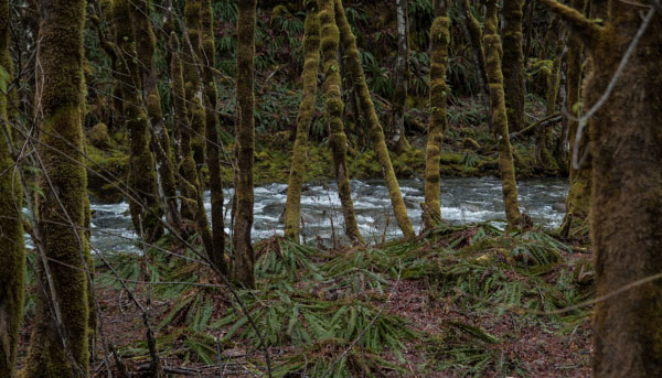 Carl Erland  Forest Stream