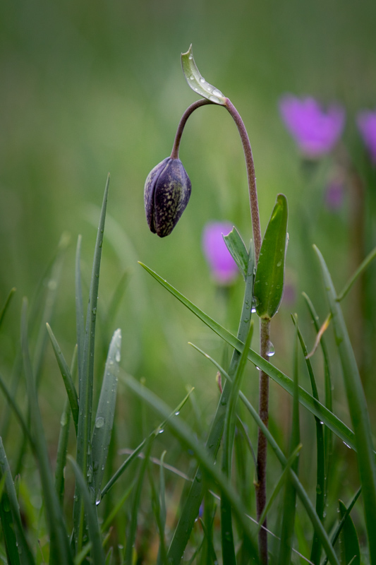 Valerie PayneChocolate Lily Bud