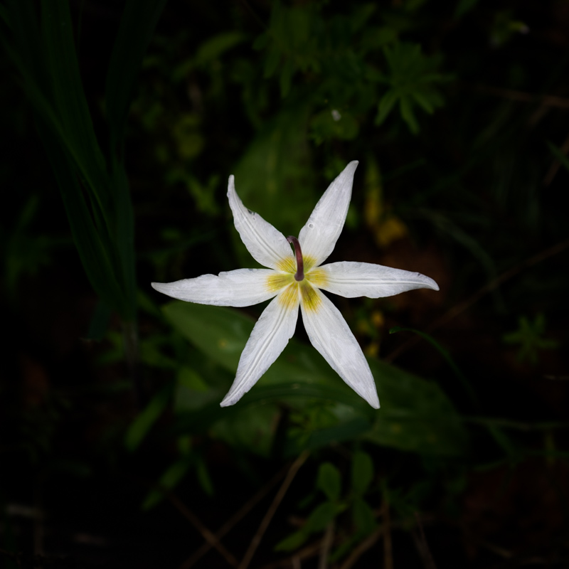 Valerie PayneGlowing Fawn Lily Star