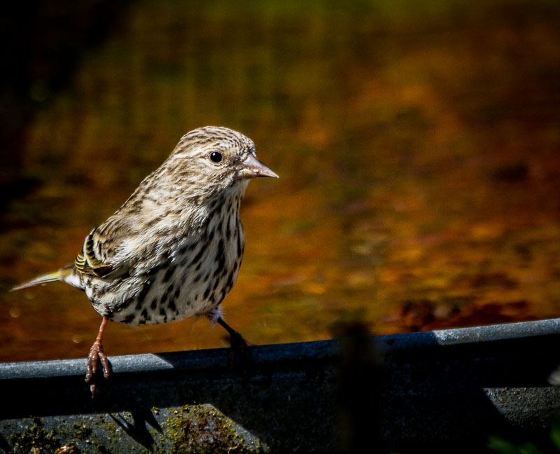 Carl Erland  Pine Siskin ready to Bathe