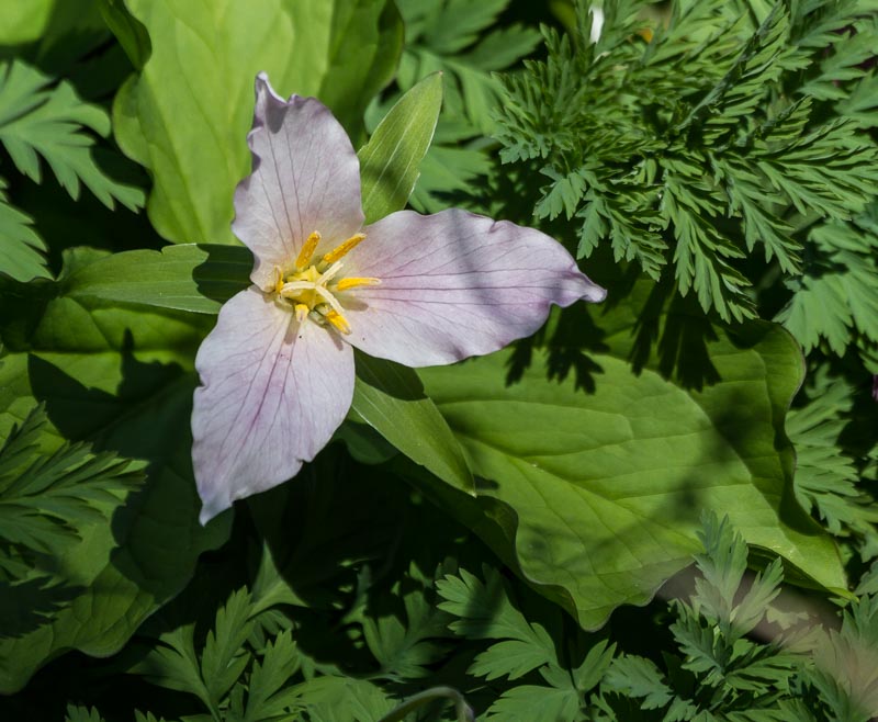 Carl Erland  Trillium holding on For Easter