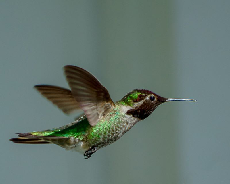 Ed Taje Approaching the Feeder