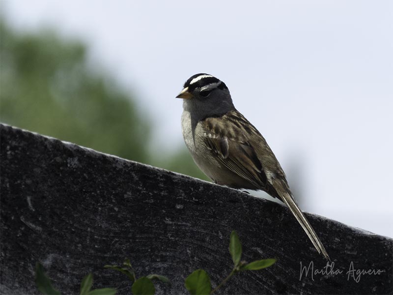 Martha AgueroWhite-crowned Sparrow