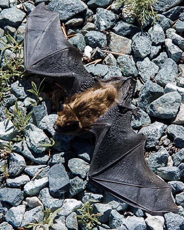 Ed TajeGrounded Bat
