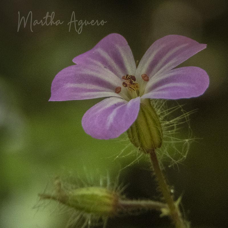 Martha AgueroLittle Flower