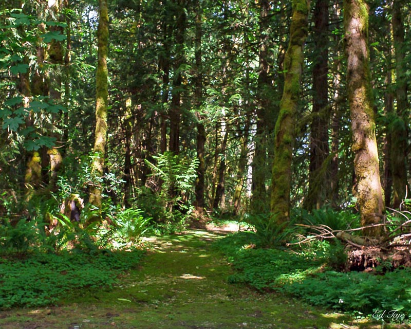 Ed Taje Forest Path
