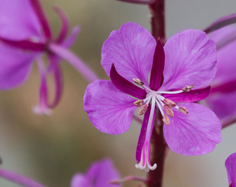 Carl Erland  Fireweed  for the Humming Birds
