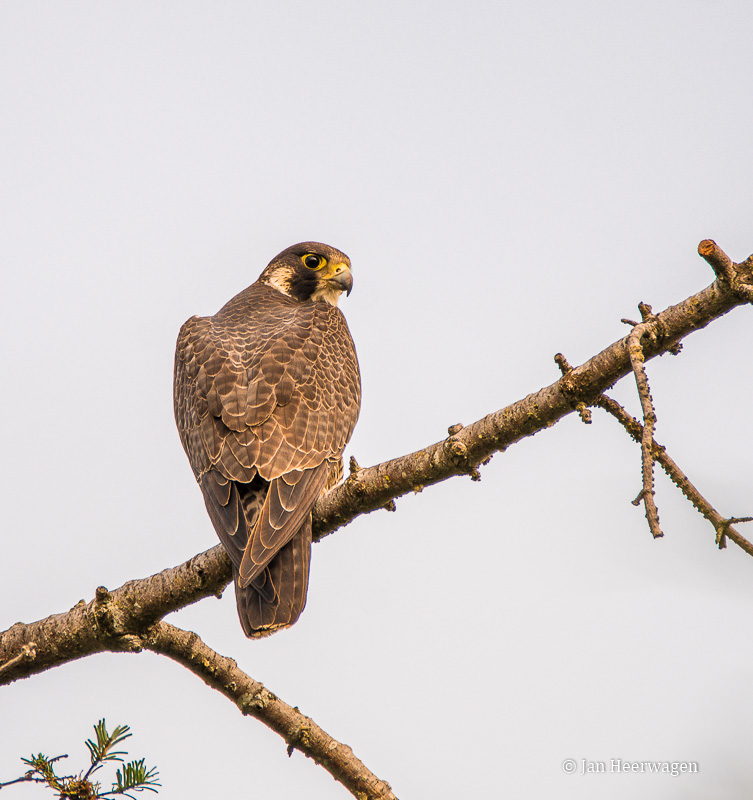 Jan Heerwagen  Peregrine Falcon