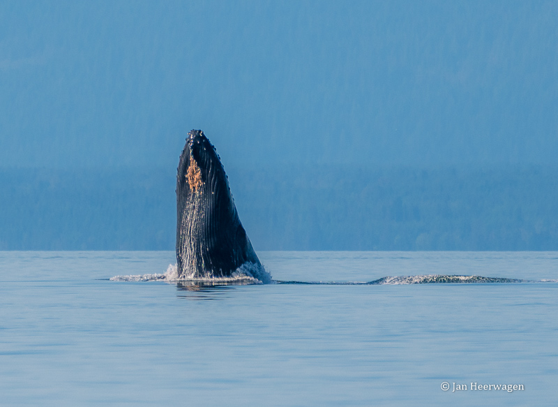 Jan HeerwagenHumpback Whale