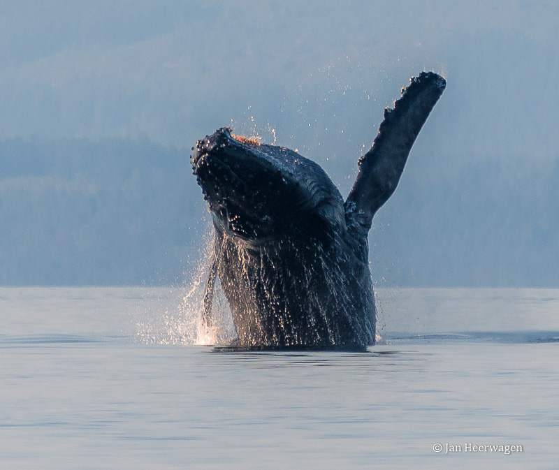 Jan Heerwagen Frolicking Humpback