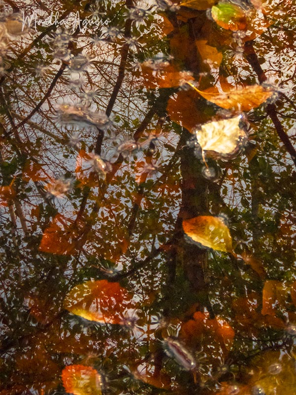 Martha Aguero  Autumn Reflections