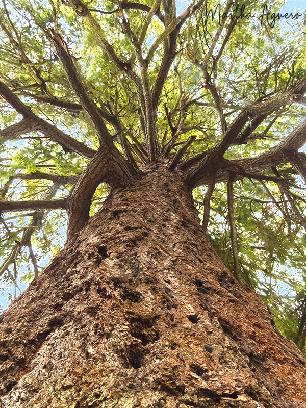 Martha Aguero  Tree Trunk